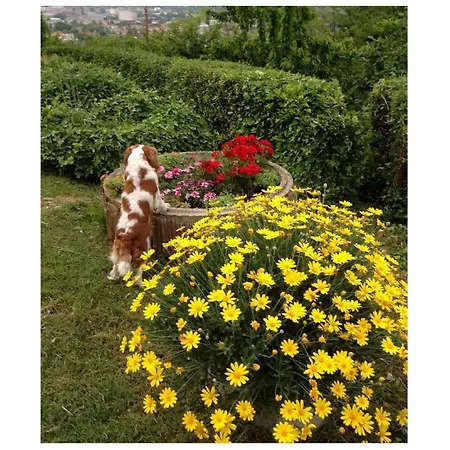 Le Acacie Felici Hétvégi ház